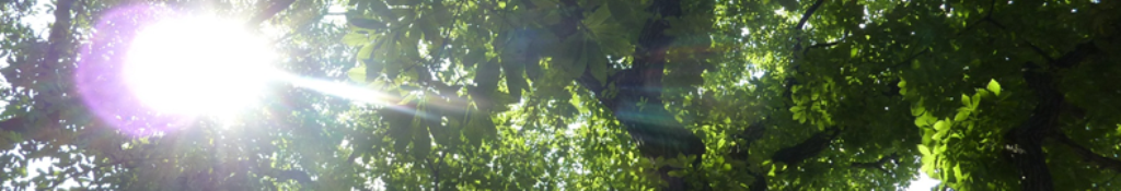 伯楽星について